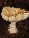 Amanita persicina image