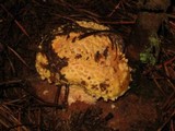 Amanita persicina image