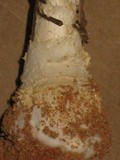 Amanita persicina image