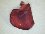 Polyporus guianensis image