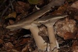 Ampulloclitocybe clavipes image