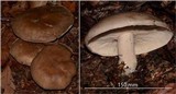 Ampulloclitocybe clavipes image