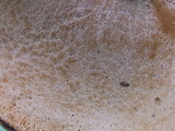 Polyporus guianensis image