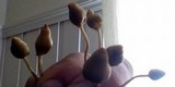 Psilocybe semilanceata image