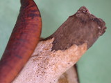 Polyporus guianensis image