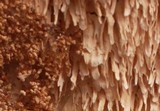 Irpex lacteus image