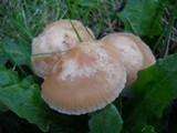 Marasmius oreades image