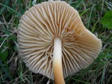 Marasmius oreades image
