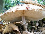 Chlorophyllum rachodes image