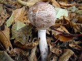 Chlorophyllum rachodes image