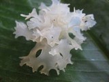 Tremella fuciformis image