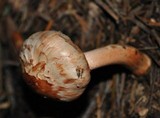 Inocybe whitei image