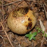 Pisolithus arrhizus image