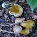 Tricholoma bufonium image