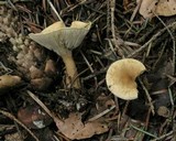 Clitocybe costata image
