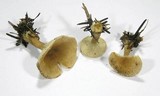 Clitocybe costata image