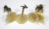 Clitocybe gibba image
