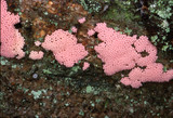 Arcyria ferruginea image