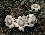 Geastrum fimbriatum image