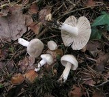 Hygrophorus agathosmus image