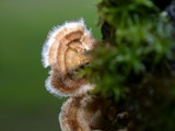Stereum ochraceoflavum image