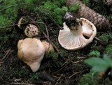 Hygrophorus pudorinus image