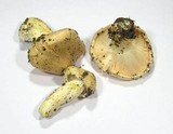 Hygrophorus pudorinus image