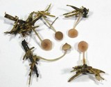 Mycena rosella image