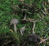 Pseudoclitocybe cyathiformis image