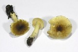 Tricholoma saponaceum image