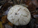 Suillus viscidus image