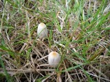 Parasola plicatilis image