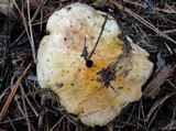 Tricholoma focale image