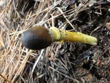Elaphocordyceps capitata image