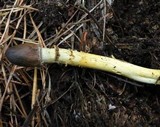 Elaphocordyceps capitata image