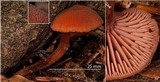 Laccaria proxima image