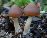 Psilocybe alutacea image