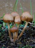 Psilocybe alutacea image