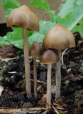 Psilocybe alutacea image
