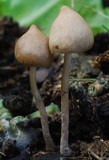 Psilocybe alutacea image