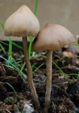 Psilocybe alutacea image