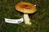 Russula flaviceps image