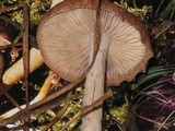 Gymnopus peronatus image