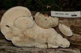 Trametes pubescens image