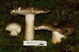 Russula clavipes image