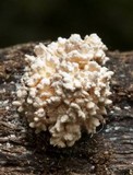 Xylaria cubensis image
