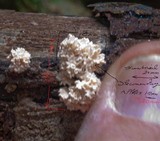 Xylaria cubensis image