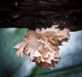 Xylaria cubensis image