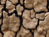 Xylobolus frustulatus image