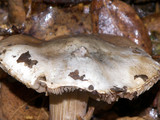 Inocybe corydalina image